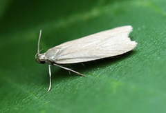 Acompsia cinerella