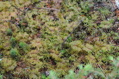 Hylocomium splendens image