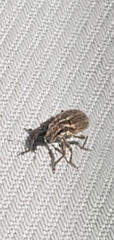 Sitona lineatus