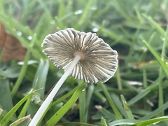 Fungi