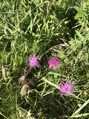 Cirsium serratuloides