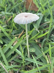 Fungi