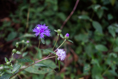 Phyllocephalum scabridum