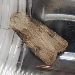 Agrotis puta