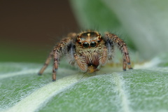 Carrhotus viduus