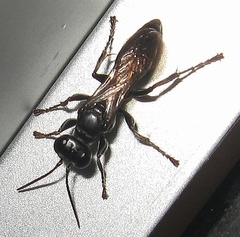Lyroda subita
