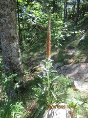 Digitalis parviflora