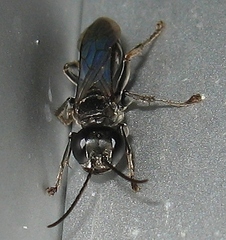 Lyroda subita