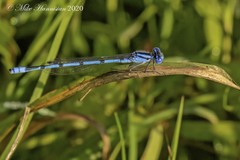 Enallagma doubledayi