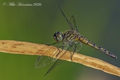 Pachydiplax longipennis