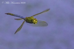 Anax junius