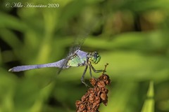 Erythemis simplicicollis