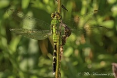 Erythemis simplicicollis