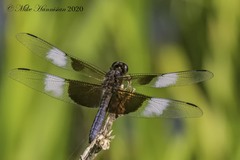 Libellula luctuosa