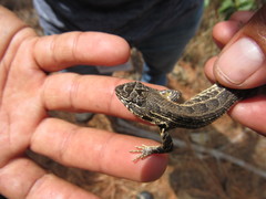 Sceloporus subniger