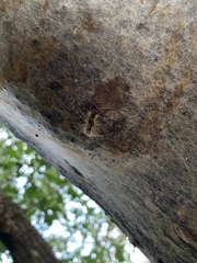 Thaumetopoea processionea