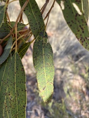 Corymbia terminalis