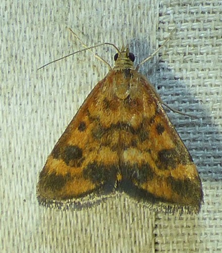 Mottled Pyrausta Moth photo 5