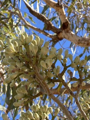 Corymbia terminalis