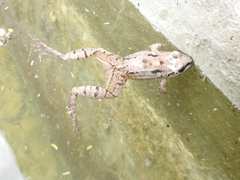 Leptodactylus fragilis