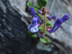 Scutellaria tashiroi