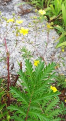 Potentilla chinensis