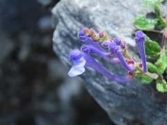 Scutellaria tashiroi