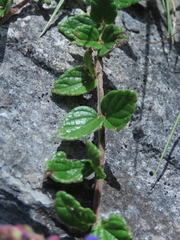 Scutellaria tashiroi