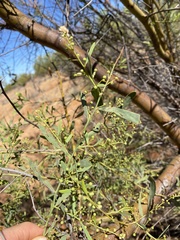 Acacia victoriae