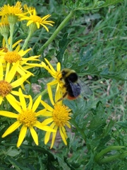 Bombus lapidarius