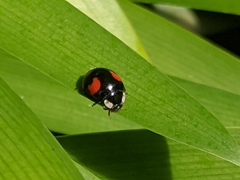 Harmonia axyridis
