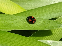Harmonia axyridis