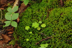 Oxalis montana image