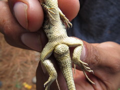 Sceloporus subniger
