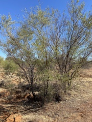 Acacia victoriae