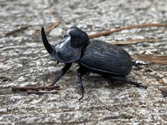 Trichogomphus mongol