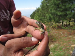 Sceloporus subniger