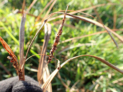 Carex coriacea