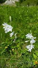 Paradisea liliastrum