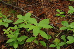 Oclemena acuminata image