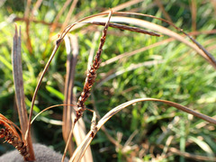 Carex coriacea