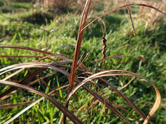Carex coriacea