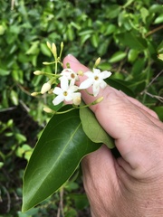 Jasminum simplicifolium