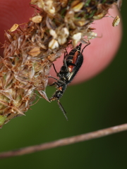 Malachius bipustulatus