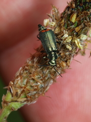 Malachius bipustulatus