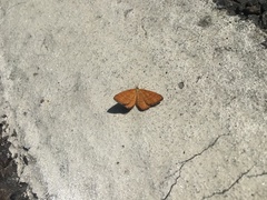 Idaea serpentata