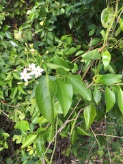 Jasminum simplicifolium