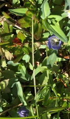 Gentiana sceptrum