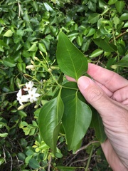 Jasminum simplicifolium
