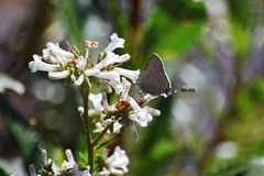 Satyrium californica